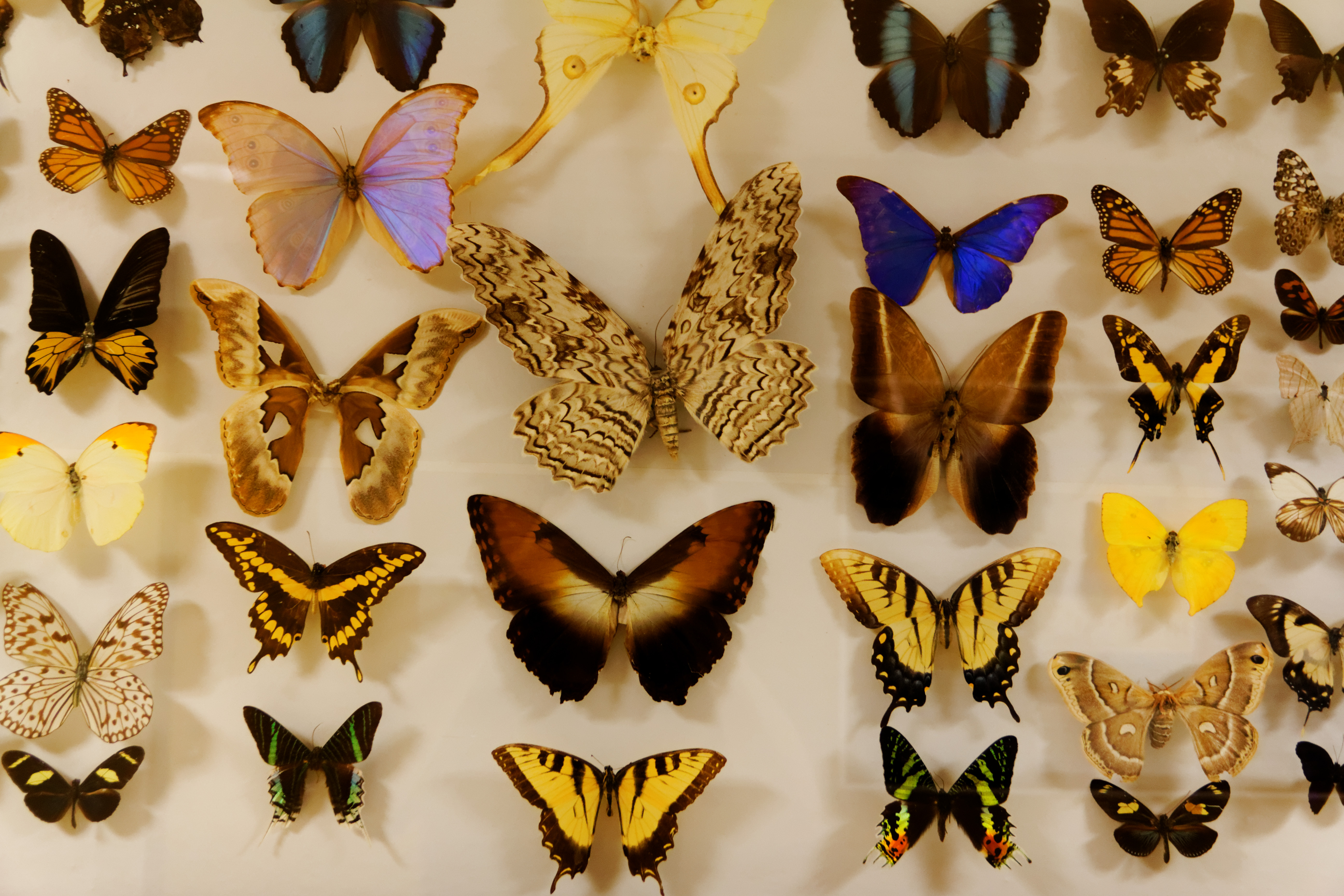 butterflies_9482170569_o
