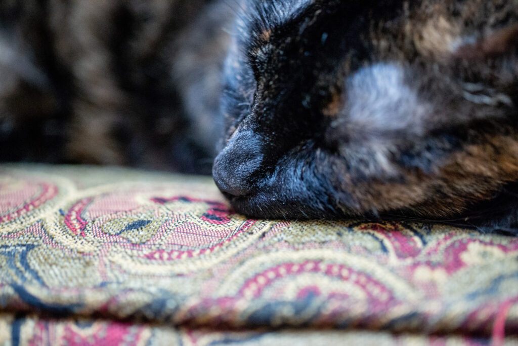 cat-macro-2_42792846861_o