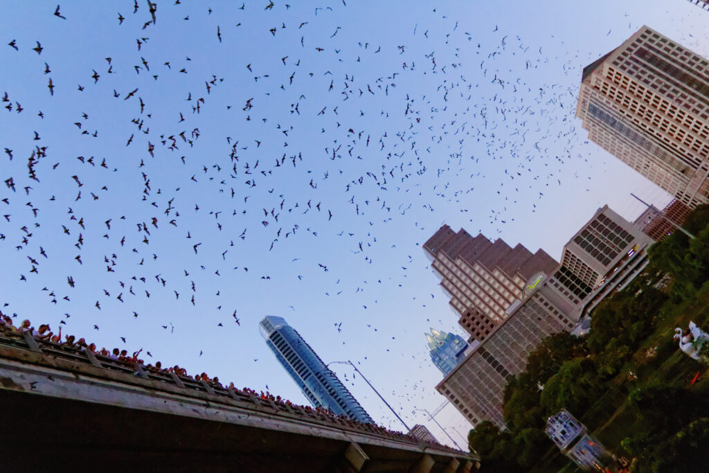 congress-ave-bats_9552784998_o