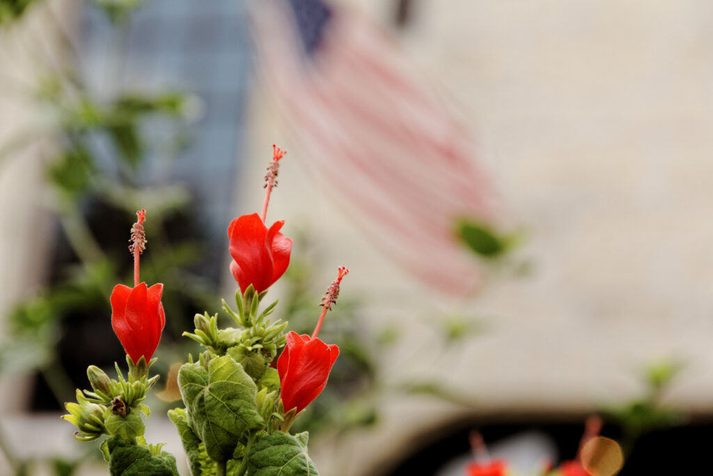 flowers-and-flag_9593046886_o