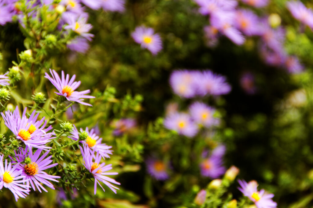 flowers_10238704766_o