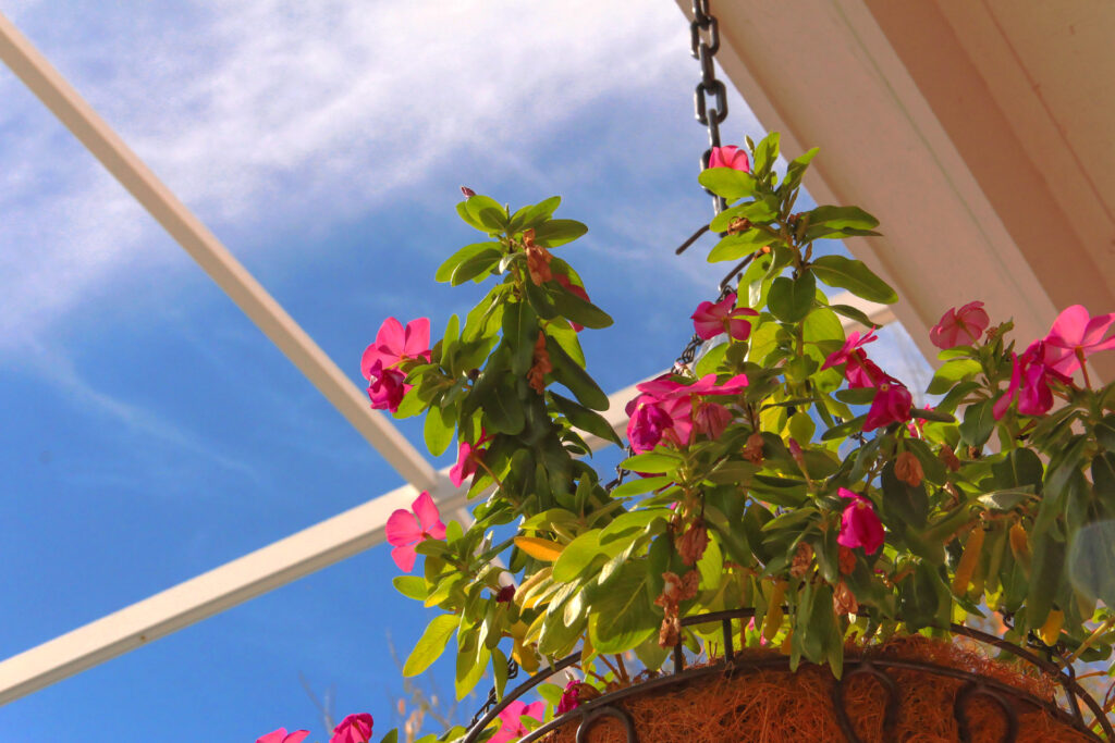 flowers_11637973933_o