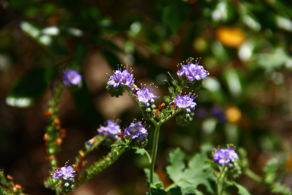 flowers_9297668304_o