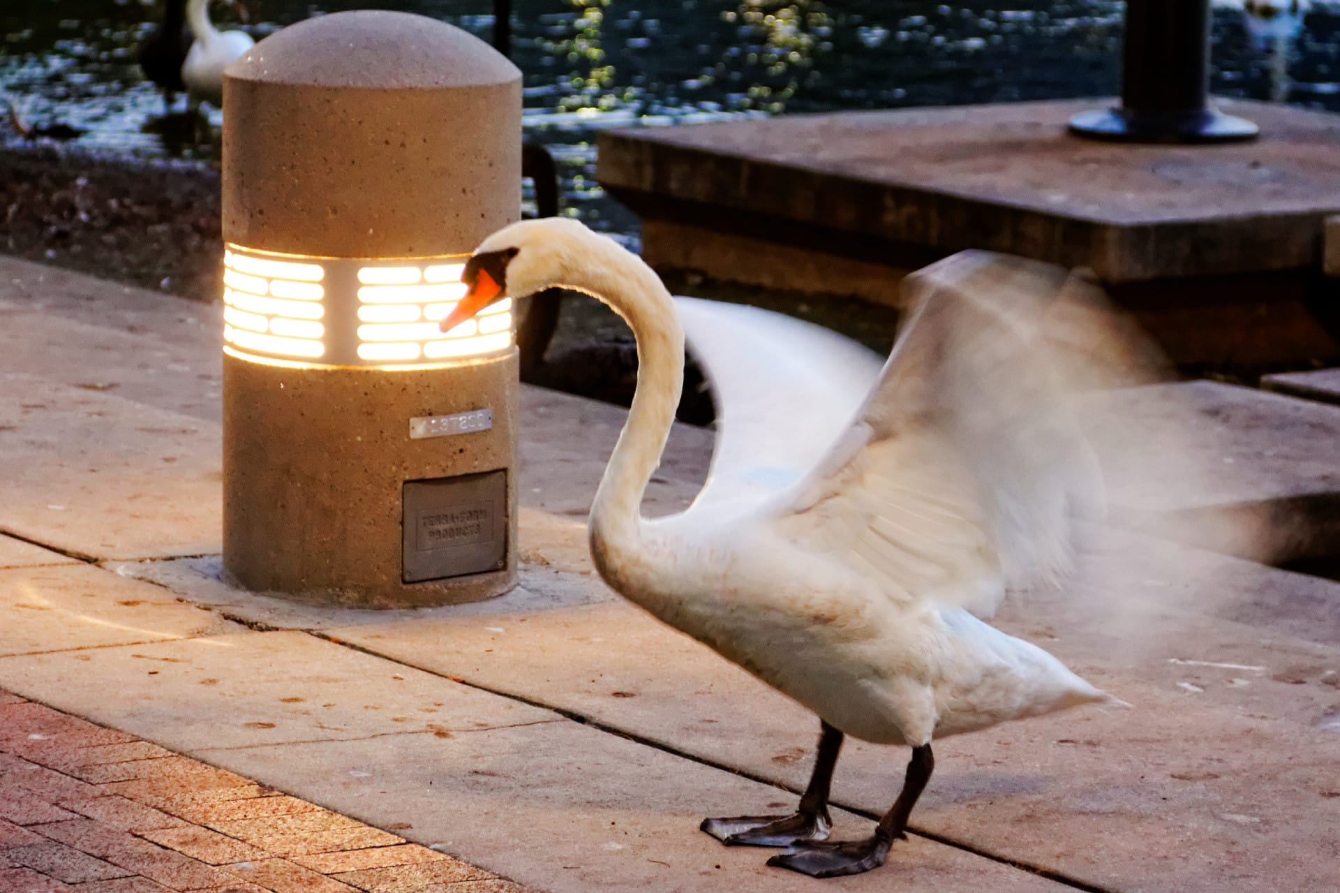 goose-2_11638510556_o