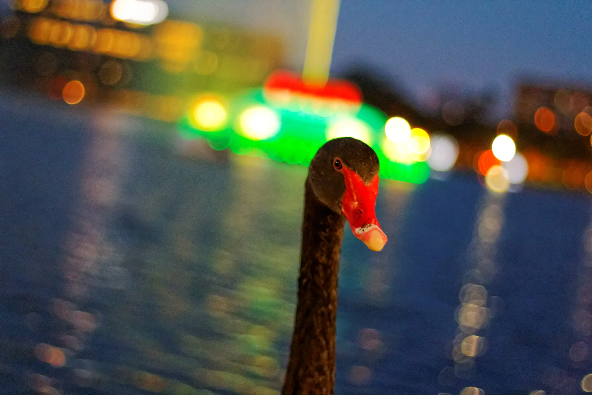 goose_11637996543_o