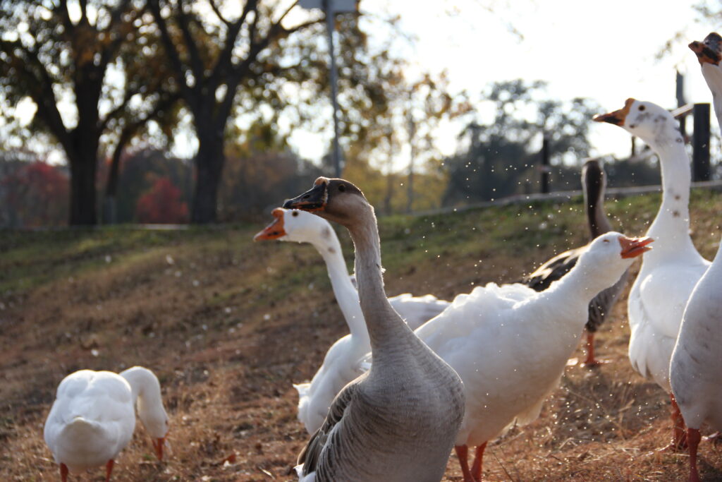 img_5462_50232489738_o