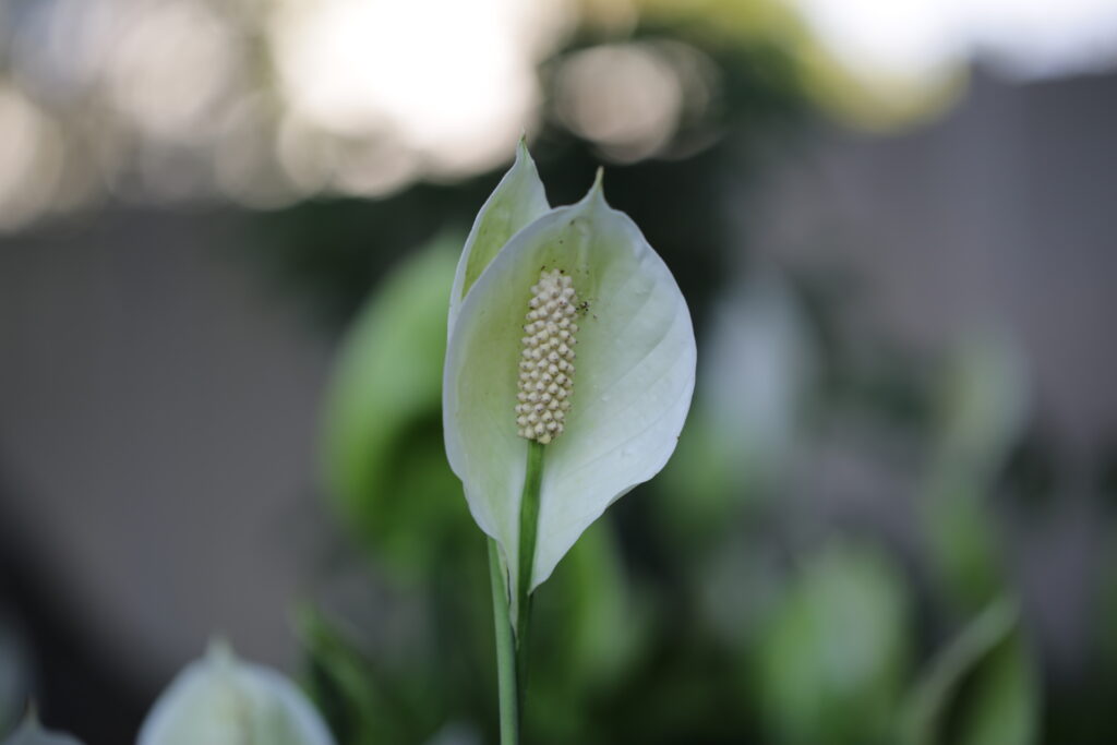 peace-lily_40982444350_o