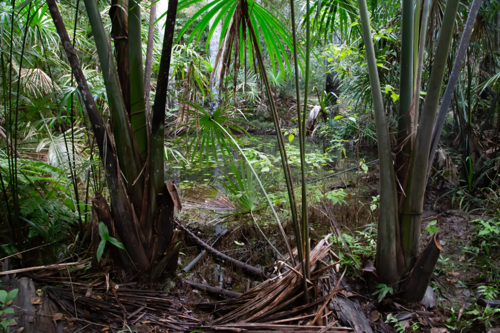 peruvian-amazon-jungle_31039169227_o