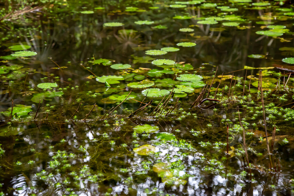 puruvian-amazon-pond_45253901114_o