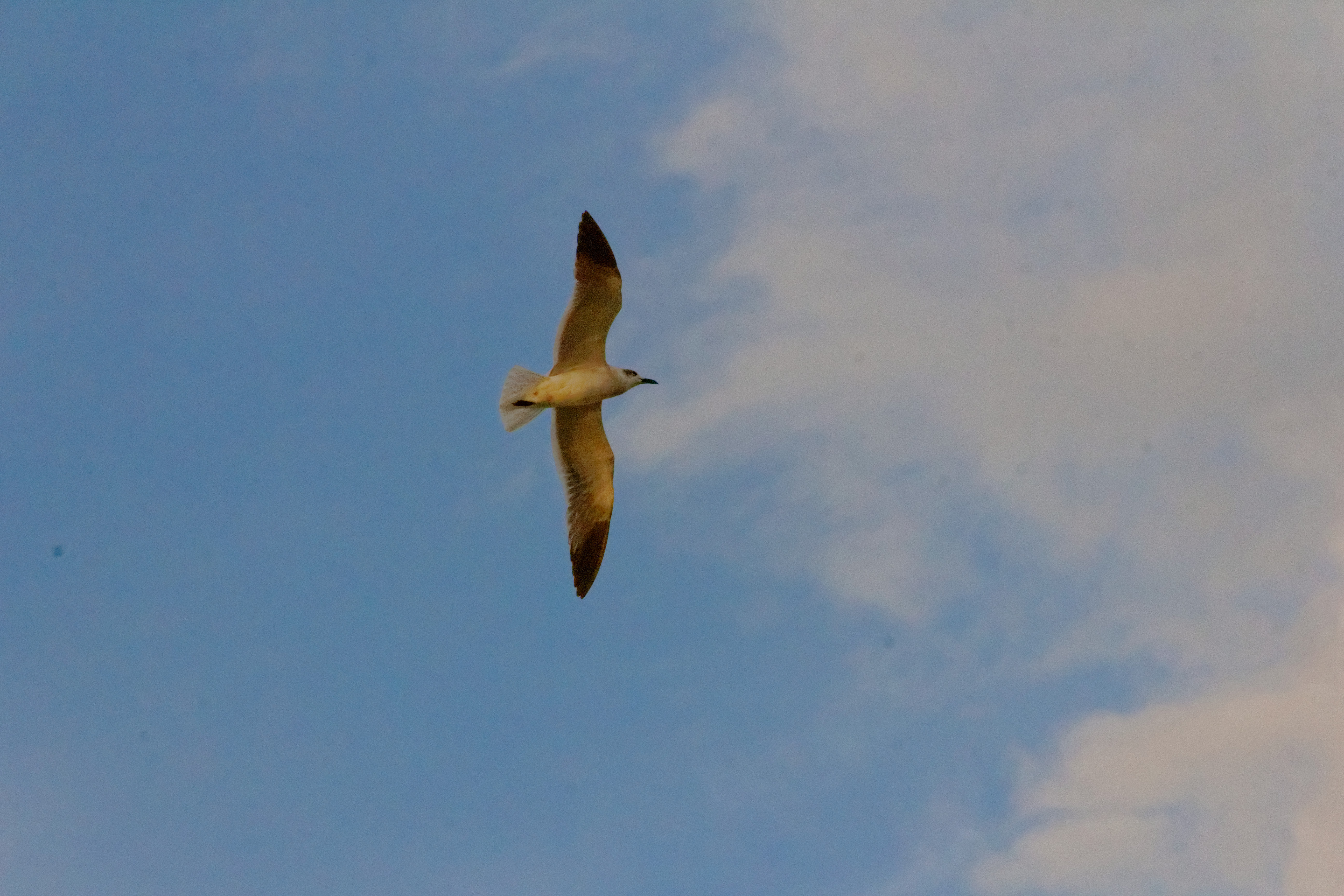 seagull_11639405423_o