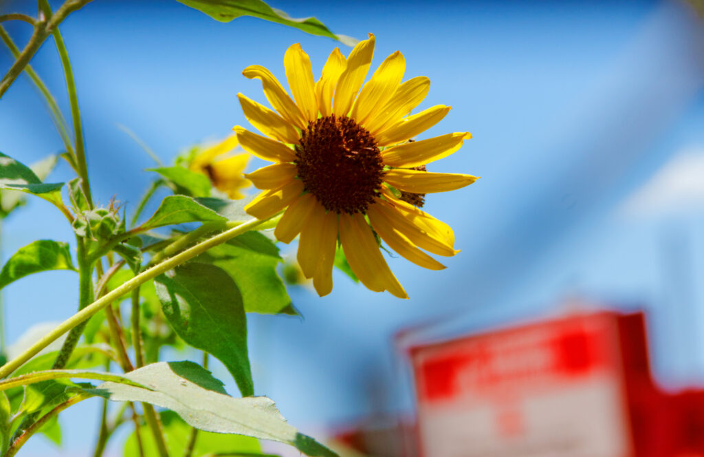 sunflower_9466594499_o