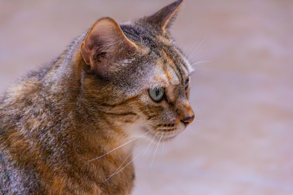 IMG_8973-Enhanced-NR