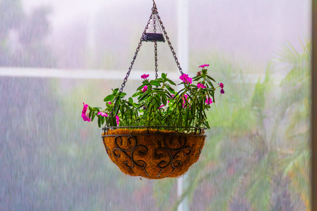 IMG_8999-Enhanced-NR