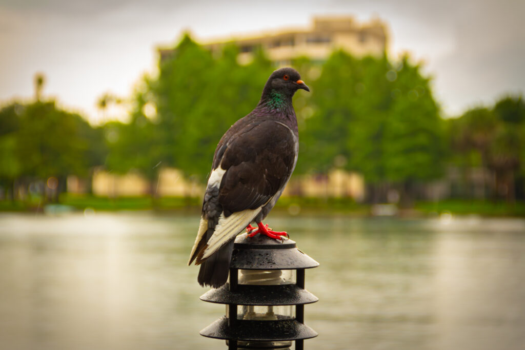 IMG_9122-Enhanced-NR